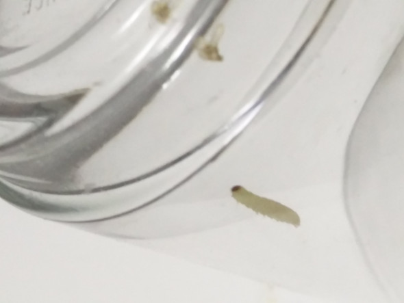 Komische Raupen In Der Kuche Tiere Insekten Ungeziefer