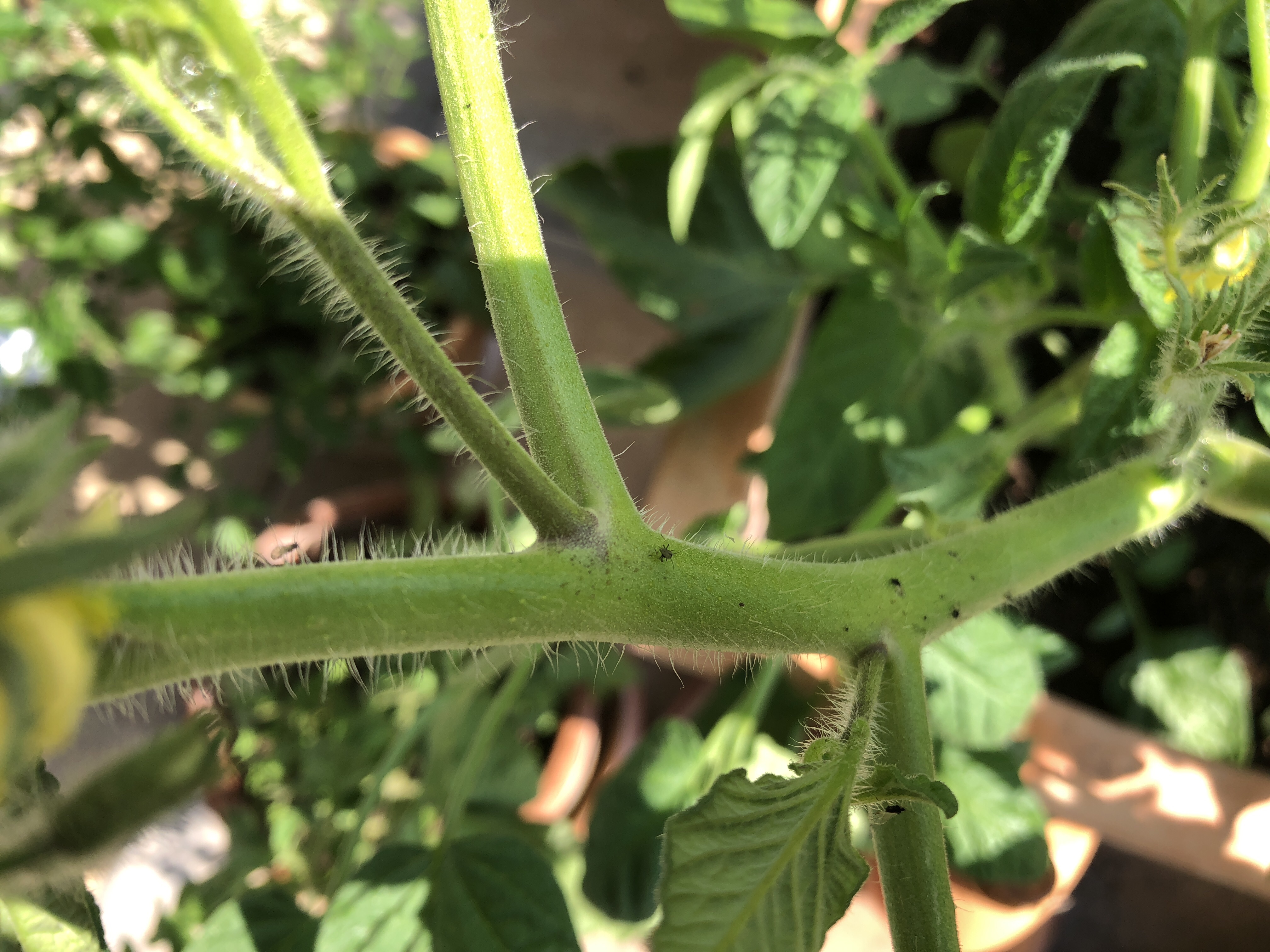 43++ Danke fuer die ausbildung sprueche , Was sind das für Schädlinge an Tomaten etc? (ökologisch, Gemüseanbau)