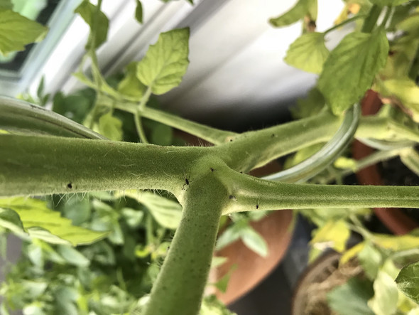 - (Computer, Garten, Pflanzen)