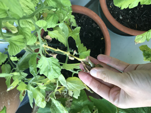 - (Computer, Garten, Pflanzen)