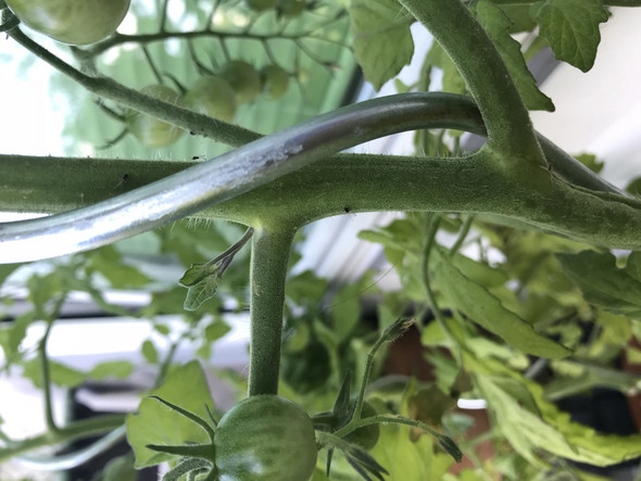 - (Computer, Garten, Pflanzen)