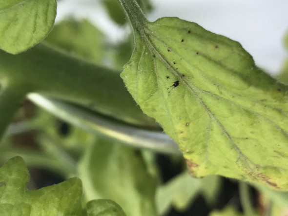- (Computer, Garten, Pflanzen)