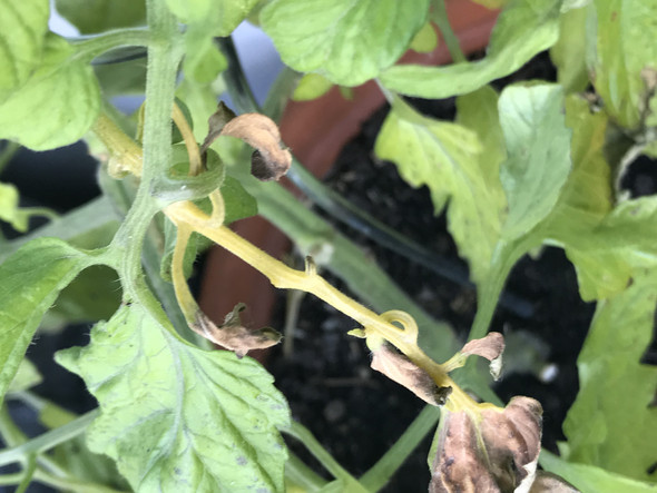 - (Computer, Garten, Pflanzen)