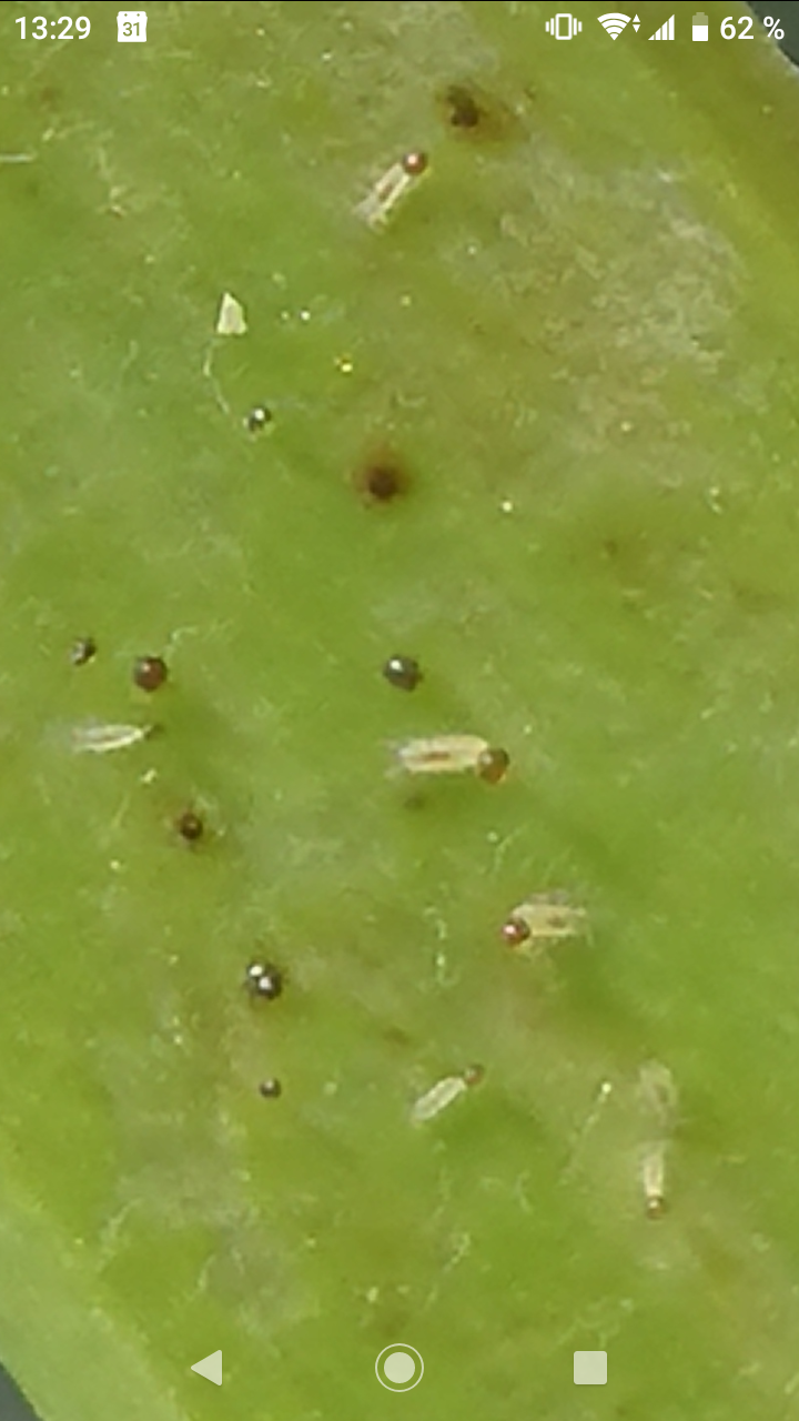 birkenfeige gießen Birkenfeige 'Ficus Benjamina' main image 0