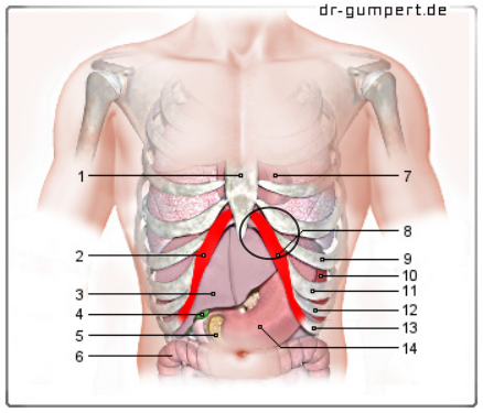 schmerzen am rippenbogen