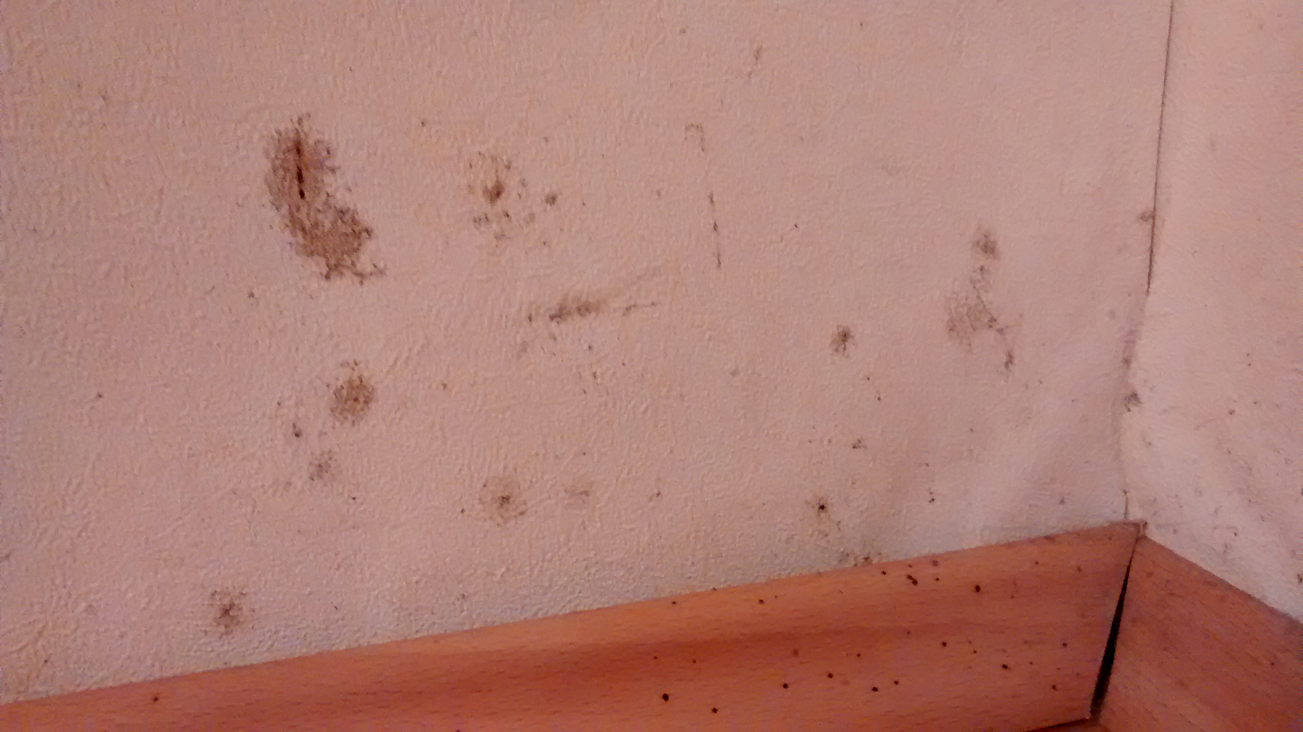 Was Sind Das Für Schwarze Flecken An Der Wand Und Wie Was Sind Das Für Schwarze Flecken An Der Wand Und Wie