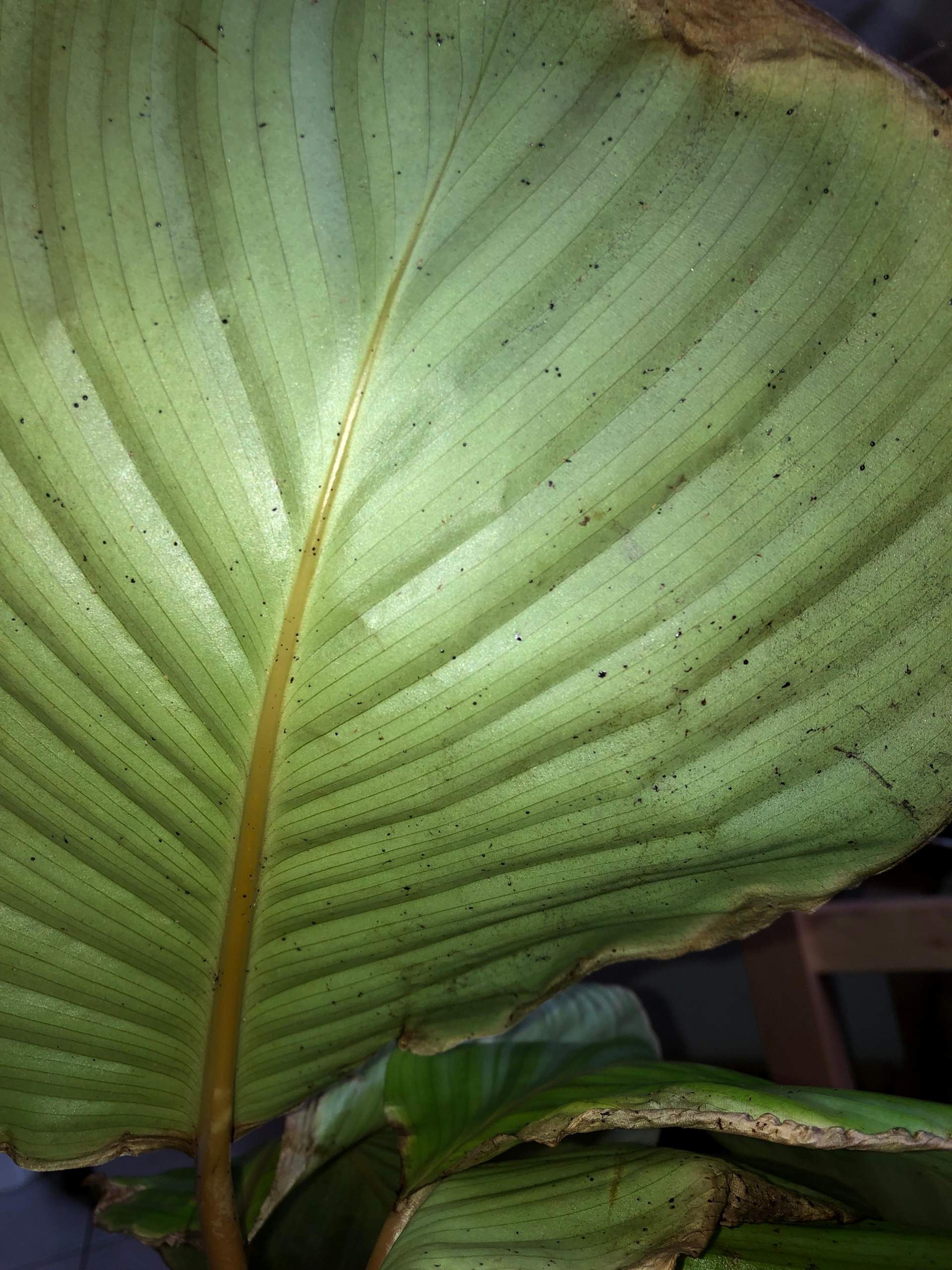 philodendron monstera minima Philodendron minima
