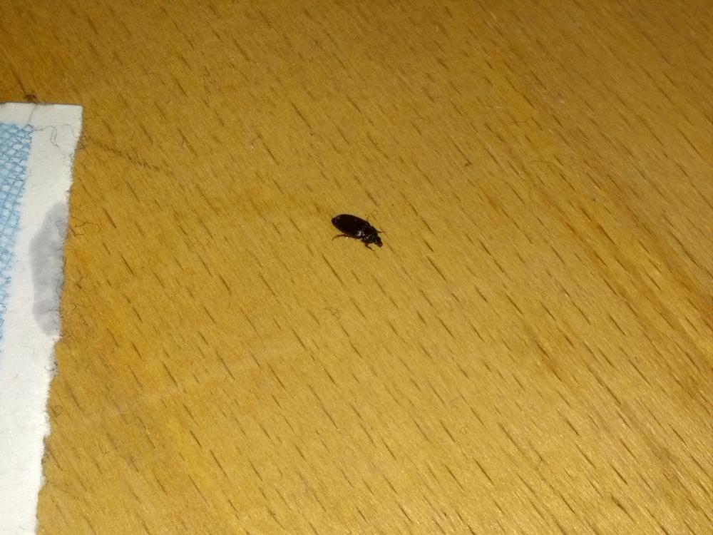 Was sind das für schwarze Käfer? (Natur, Insekten, Ungeziefer)