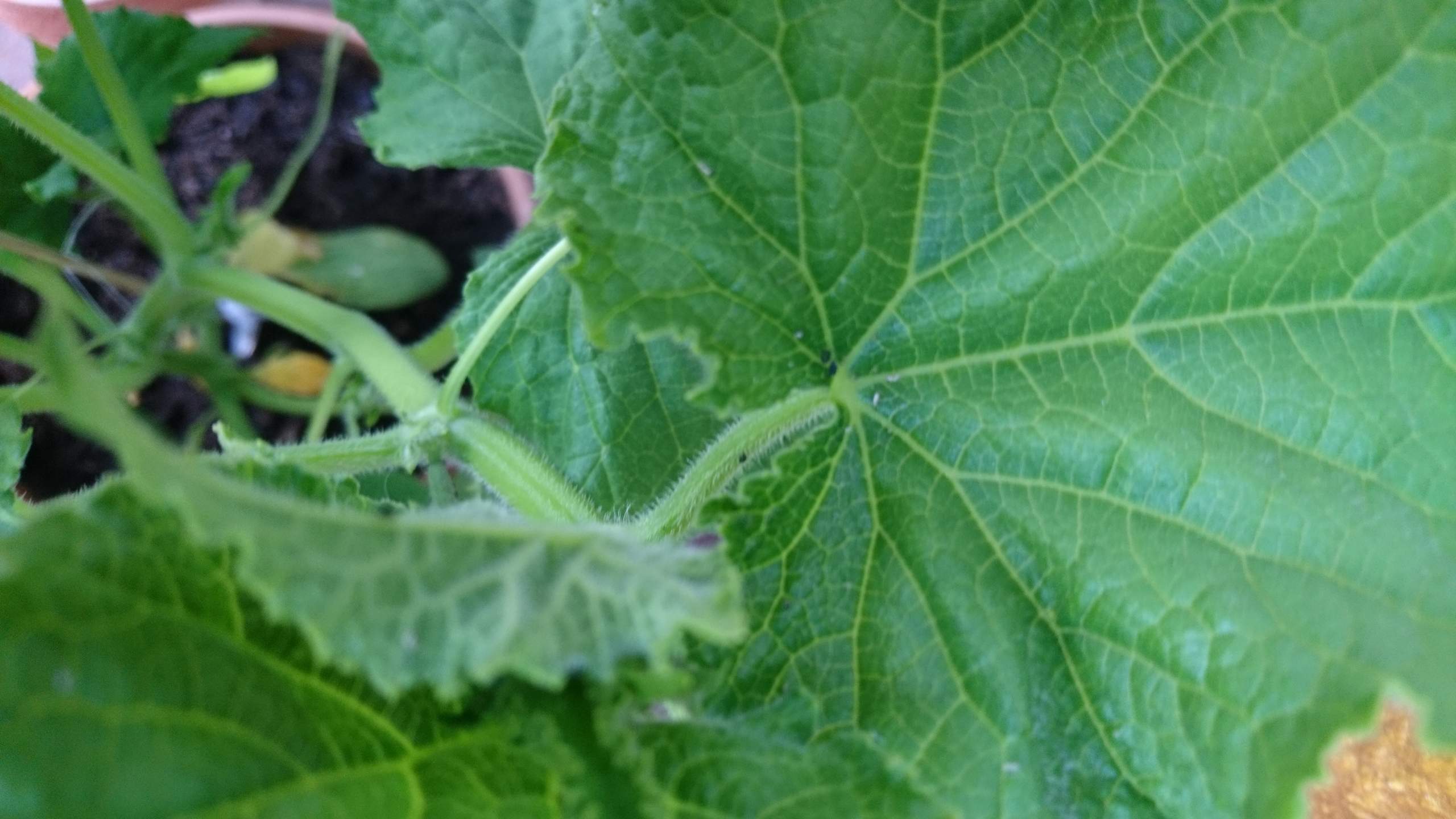 Was sind das für schwarze Punkt auf meiner Pflanze? (Tiere, Garten, Insekten)