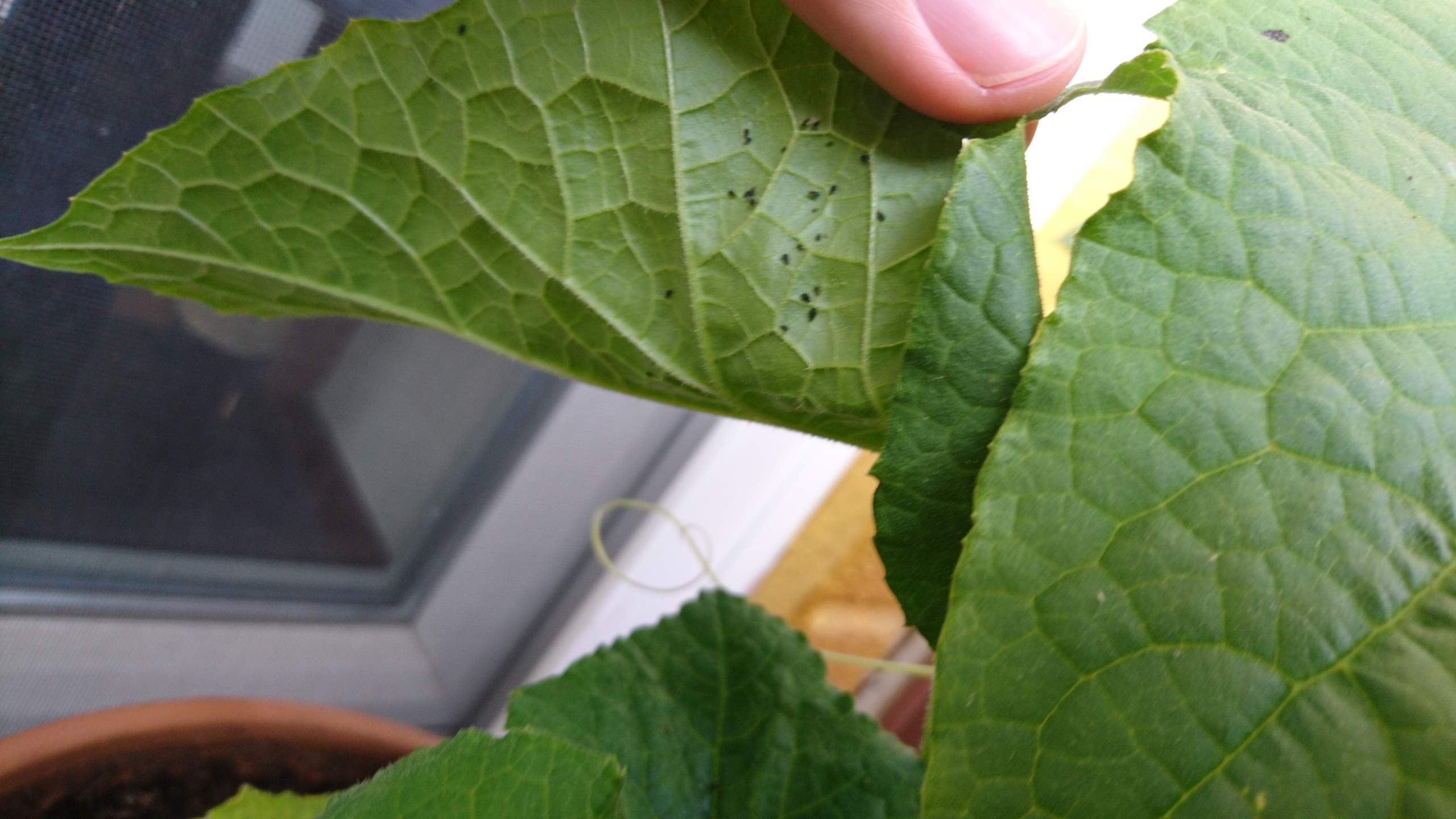 What are these black dots on the back of cucumber and zucchini plants!? Are they going to kill What are these black dots on the back of cucumber and zucchini plants!? Are they going to kill