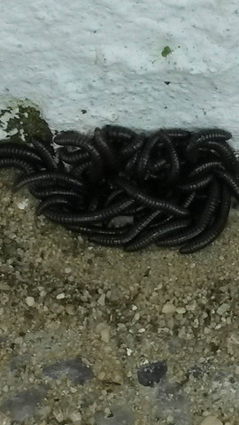 Was Sind Das Fur Schwarze Raupen Und Wie Kann Man Sie Entfernen Schadlinge Raupe