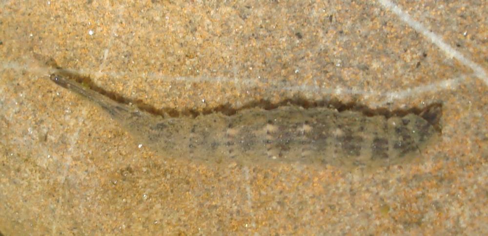 Was sind das für Teichlebewesen? (Tiere, Wasser, Allgemeinwissen)