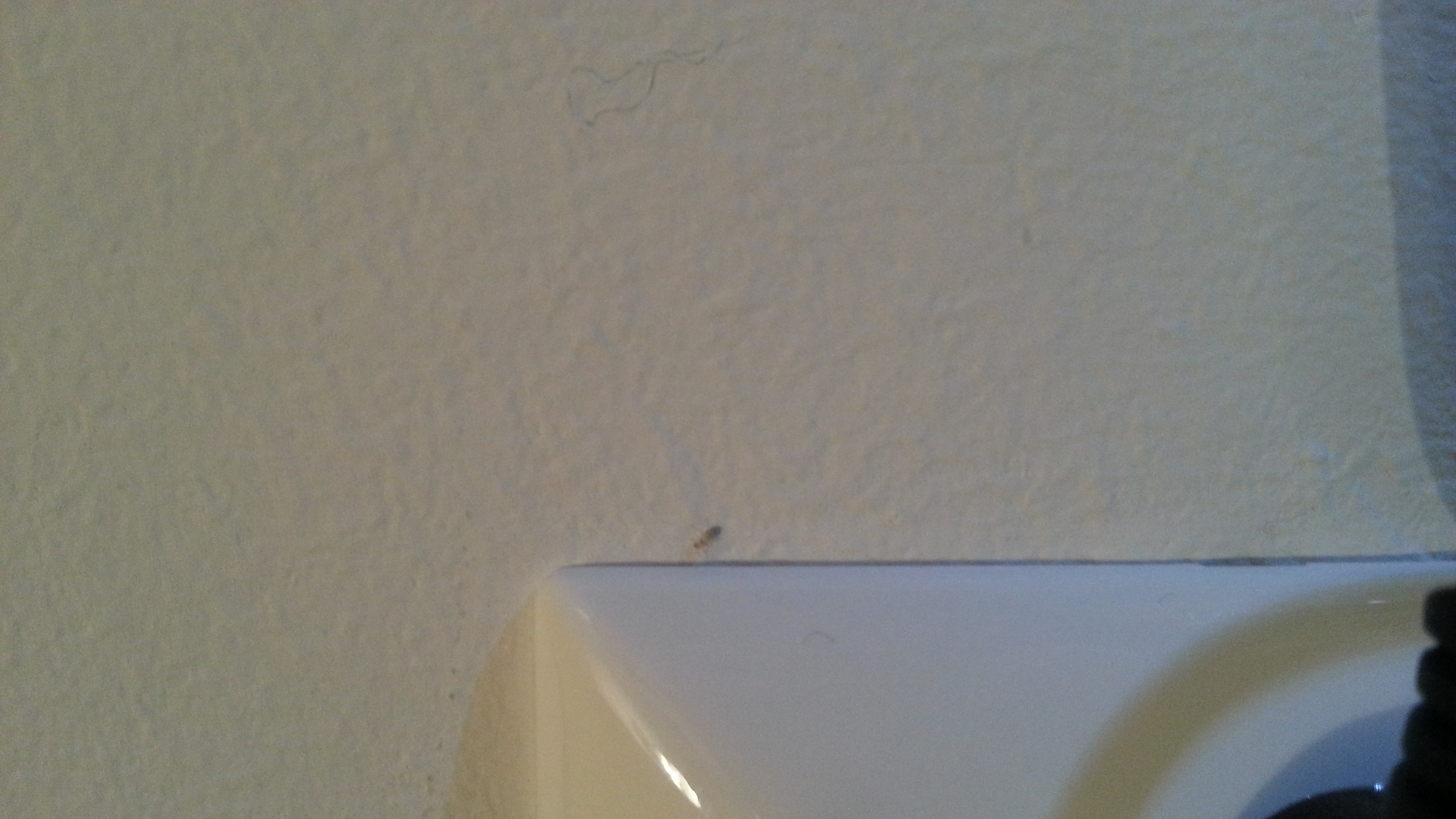 Was sind das für Tierchen an der Wand? (Ungeziefer) Was sind das für Tierchen an der Wand? (Ungeziefer)