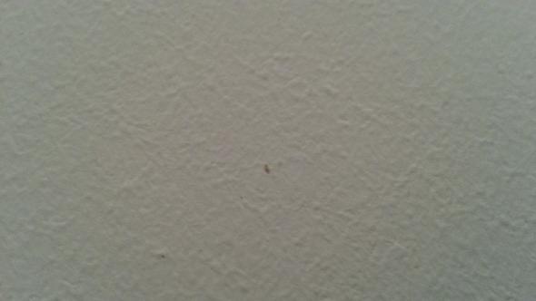 Was Sind Das Fur Tierchen An Der Wand Ungeziefer