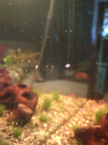 Was sind das für Tierchen im Aquarium? (Tiere, Fische, Aquaristik)