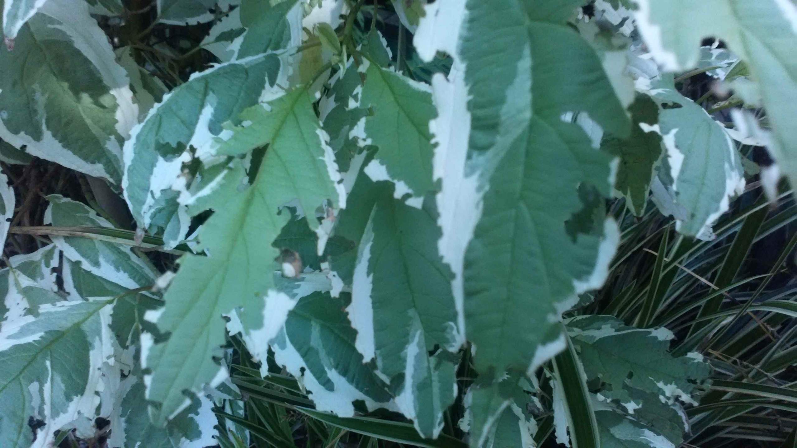 Was sind das fr Tiere, die meine schne Hecke fressen? (Garten, Schdlinge)