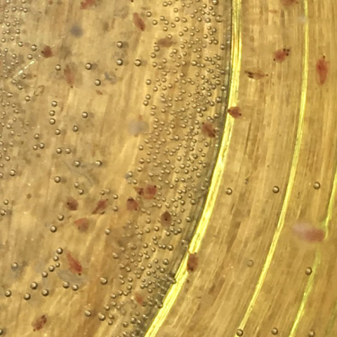 Das ist das Bild. Was sind das für Tiere? - (Tiere, Fische, Aquaristik)