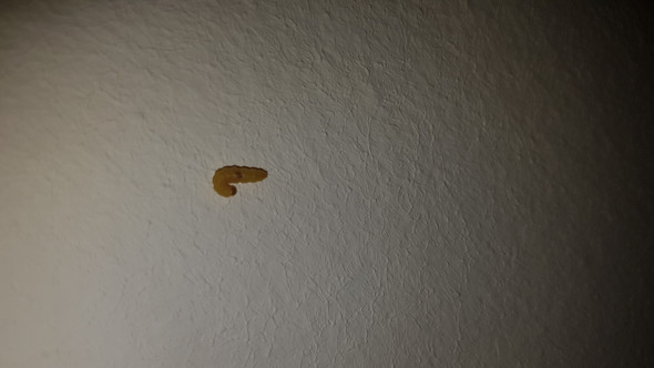 Was sind das für Tiere im Schlafzimmer?