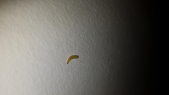 Was sind das für Tiere im Schlafzimmer?