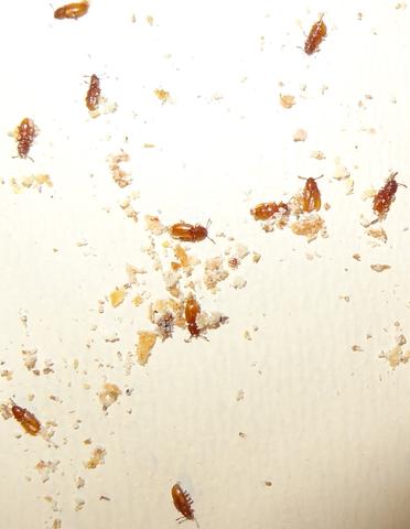 Was Sind Das Fur Tiere In Dem Brotkasten Meines Baby S Fliegen Insekten Kafer