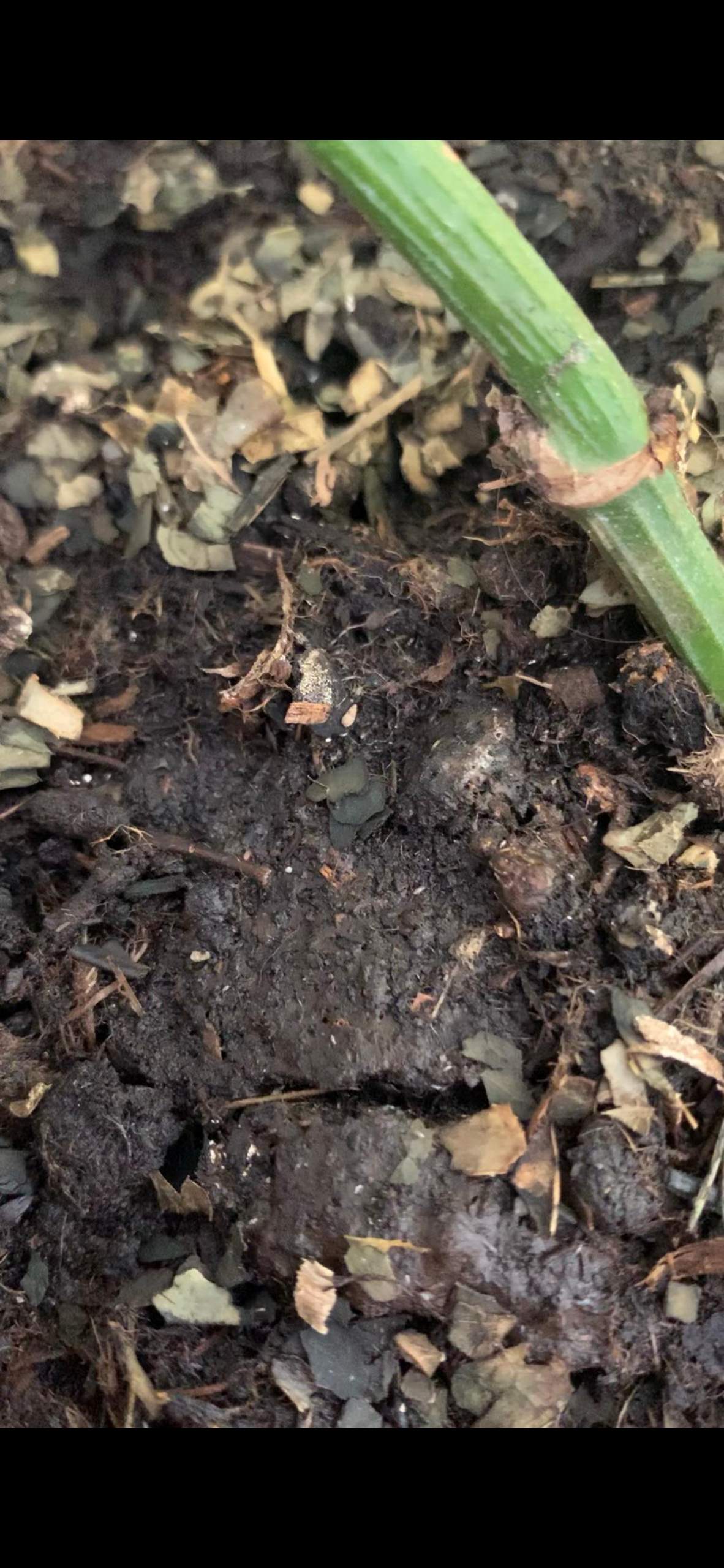Was sind das für Tiere in der Blumenerde? (Pflanzen, Garten