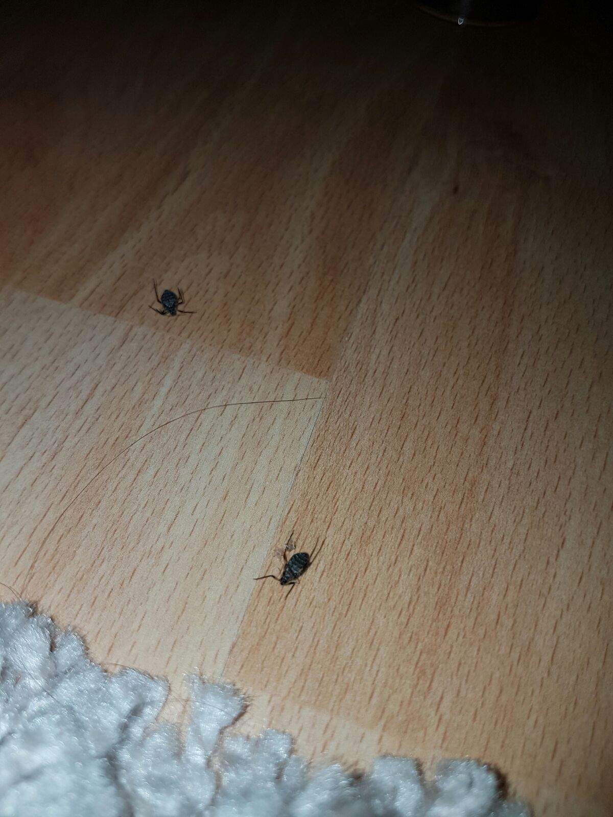 Was sind das für Ungeziefer / Käfer? (Weihnachtsbaum, viecher)