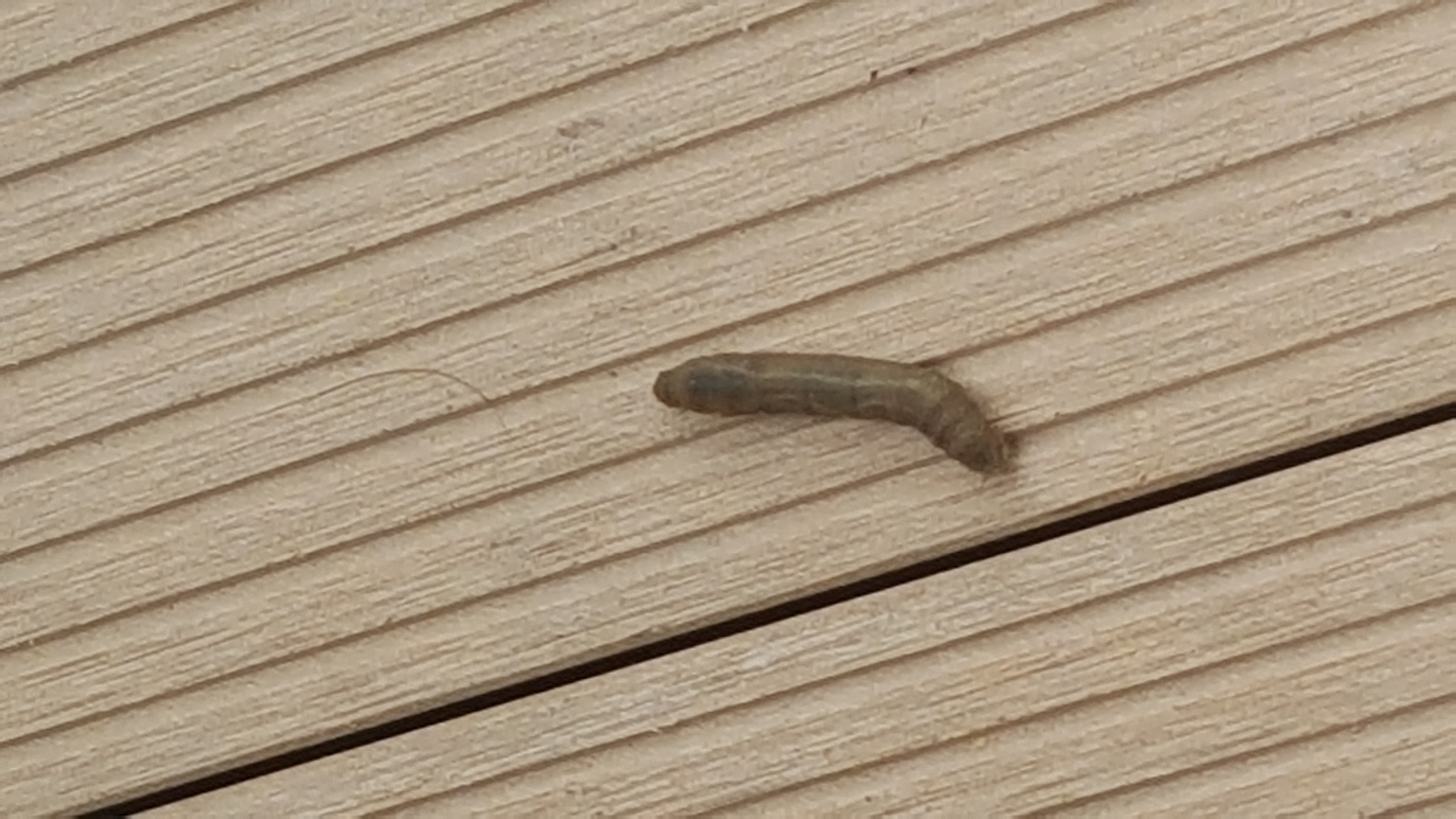 Was Sind Das Fur Unzahlige Raupen Auf Meiner Terrasse Garten Insekten