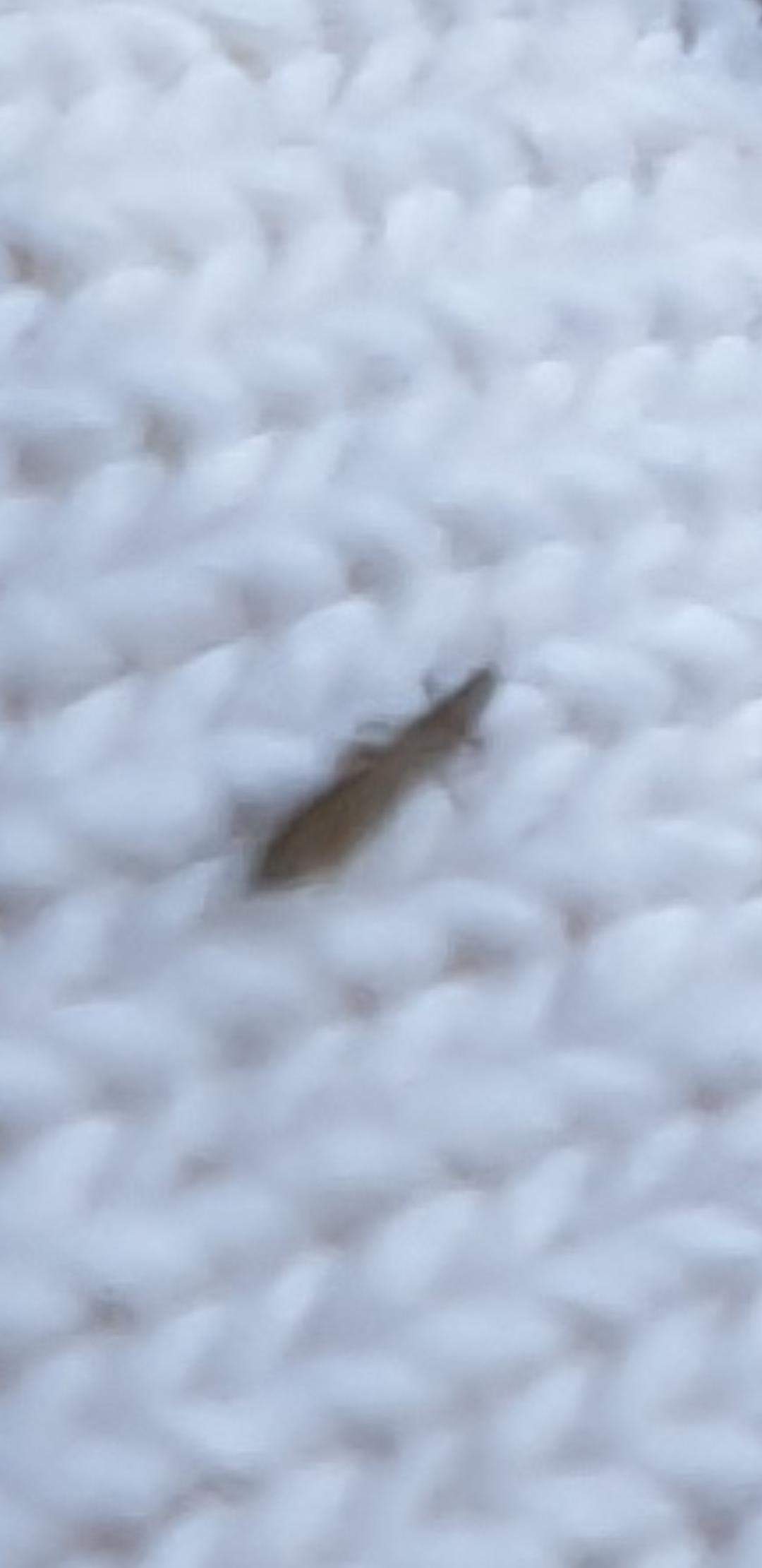 Was sind das für viecher? (Insekten, Ungeziefer)
