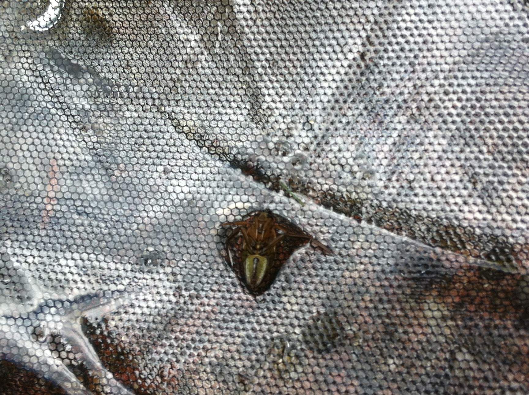Was sind das für Viecher? (Gartenteich) (Tiere, Wasser, Garten)