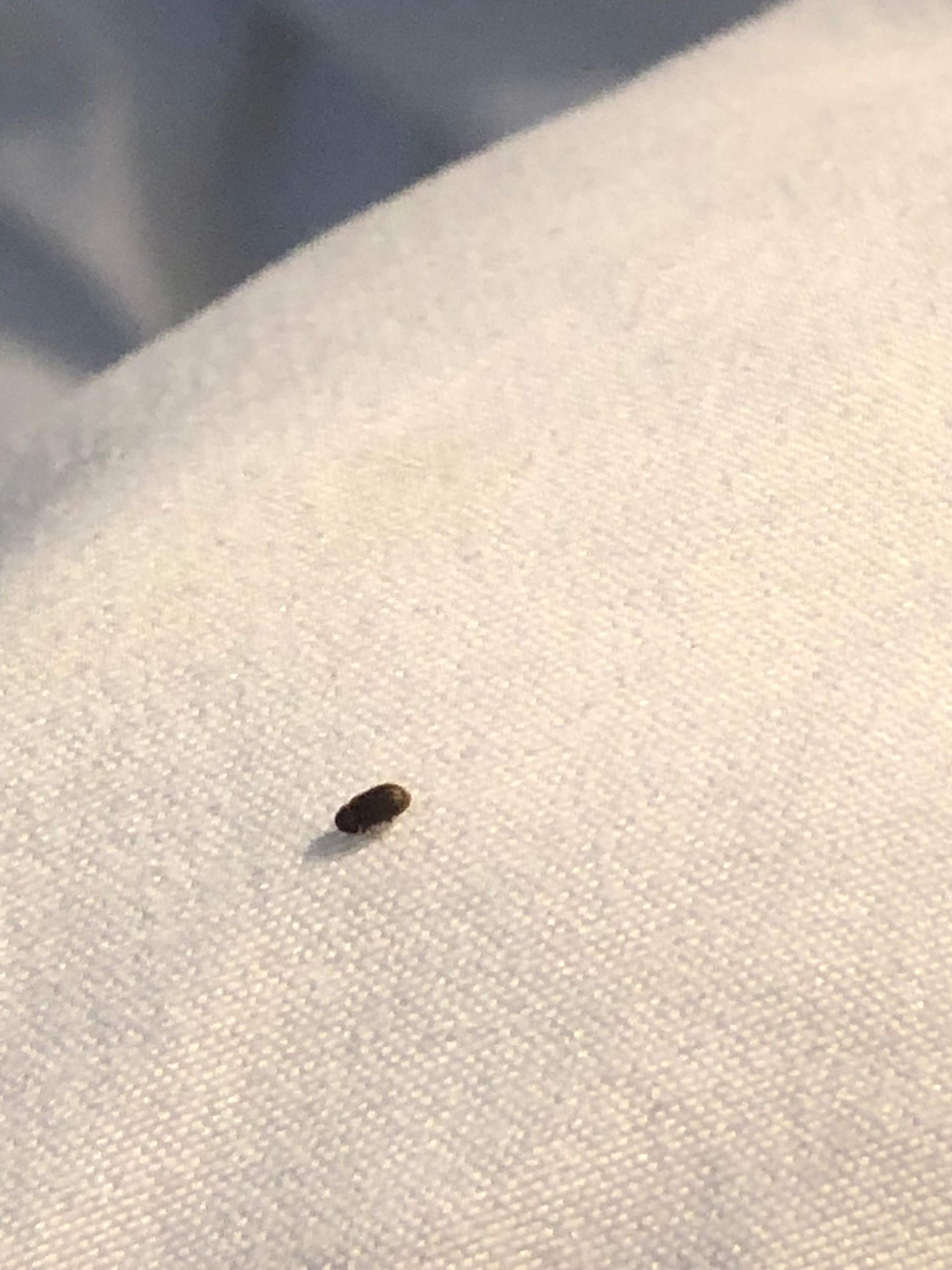 Kleine Schwarze Kfer In Der Wohnung