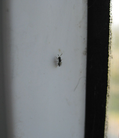 Krabbeltier1 - (Insekten, fliegen, Schädlinge)