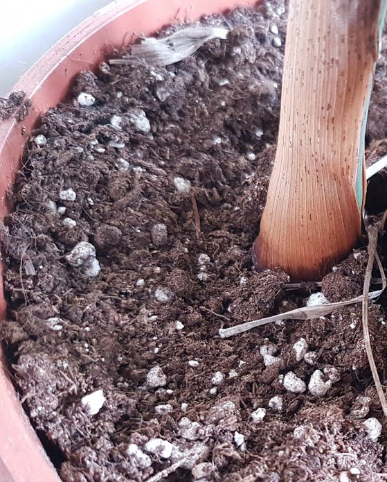 Was sind das für weiße Krümel im Topf meiner Zimmerpalme? (Pflanzen