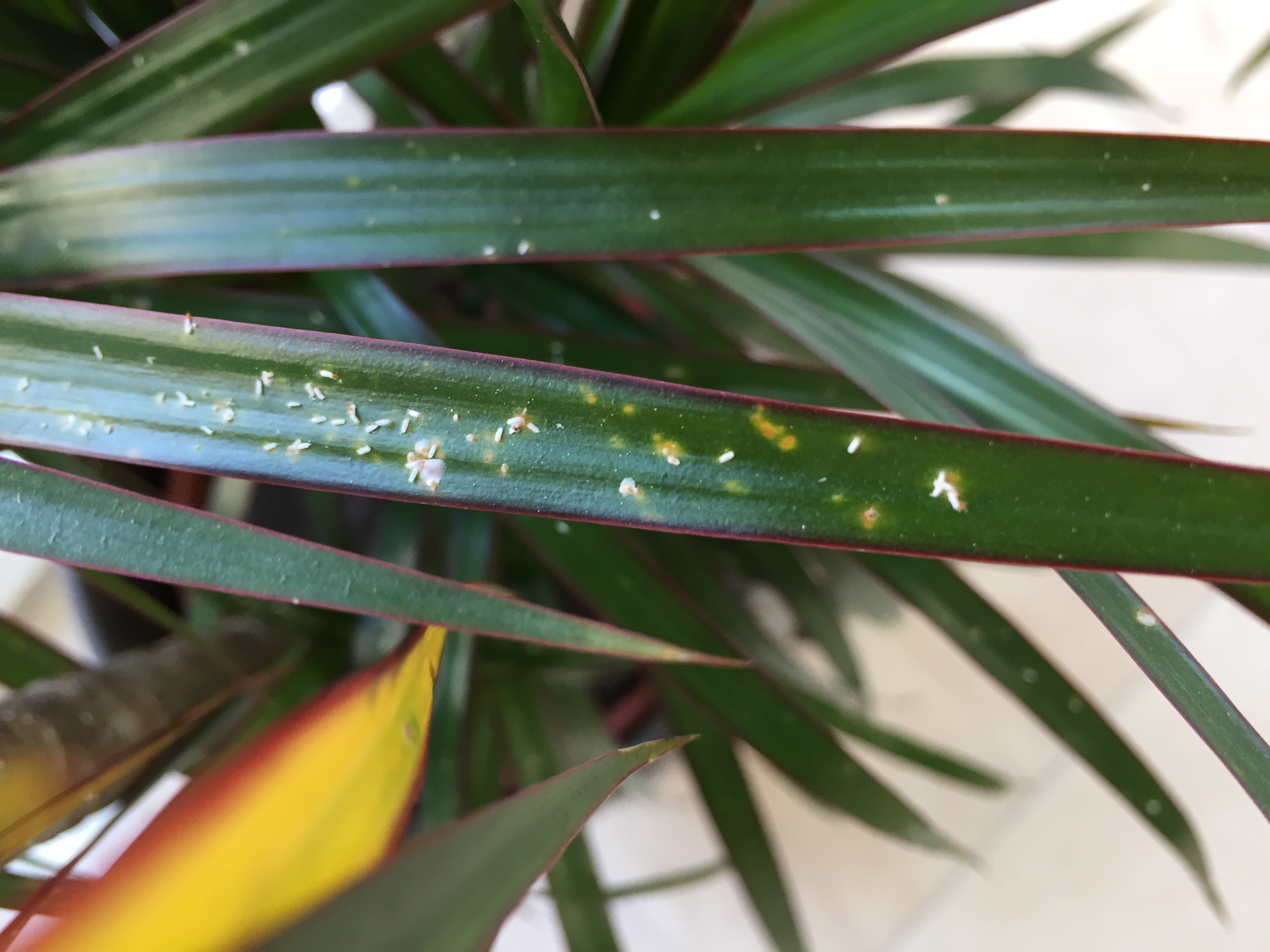 54+ Weisse Würmer Auf Yucca Pflanze, In diesem abschnitt untersuchen