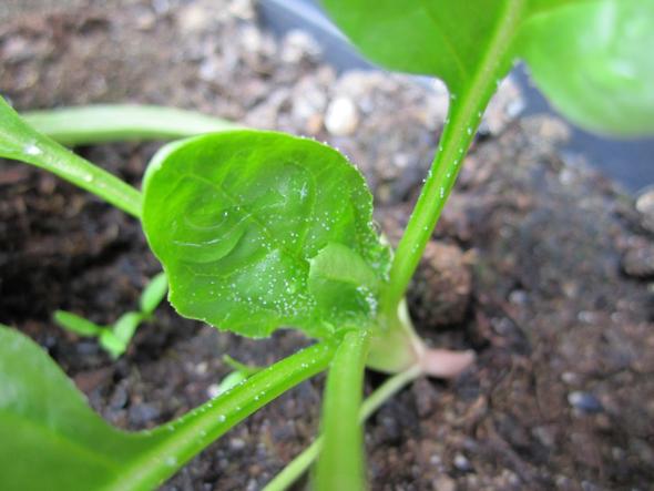Spinatpflänzchen mit Punkten - (Pflanzen, Gemüse, Schädlinge)