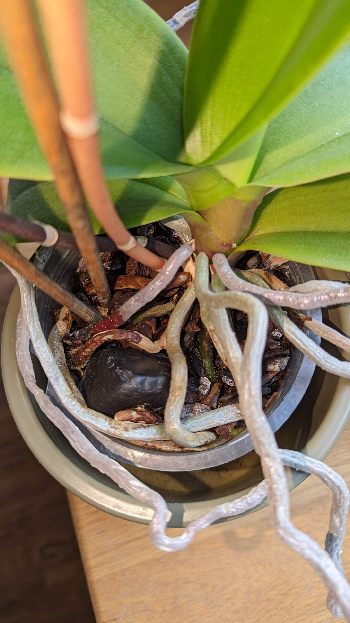 Was sind das fr weie punktfrmige Dinger an den Wurzeln meiner Orchidee?  (Pflanzen, Insekten, Parasiten)