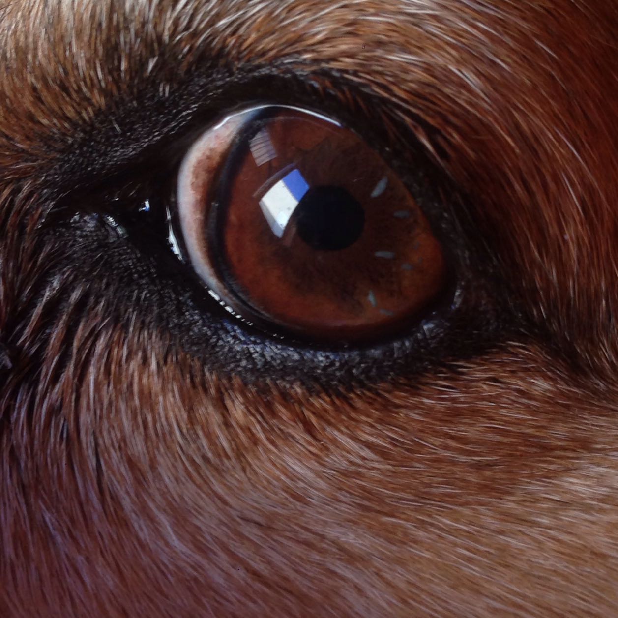 Was sind das für weiße Striche in dem Auge meines Hundes? (Tiere