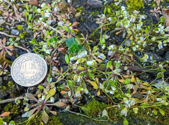 Winzig Was sind das für winzig kleine Blumen? (Botanik, Pflanzenbestimmung ...