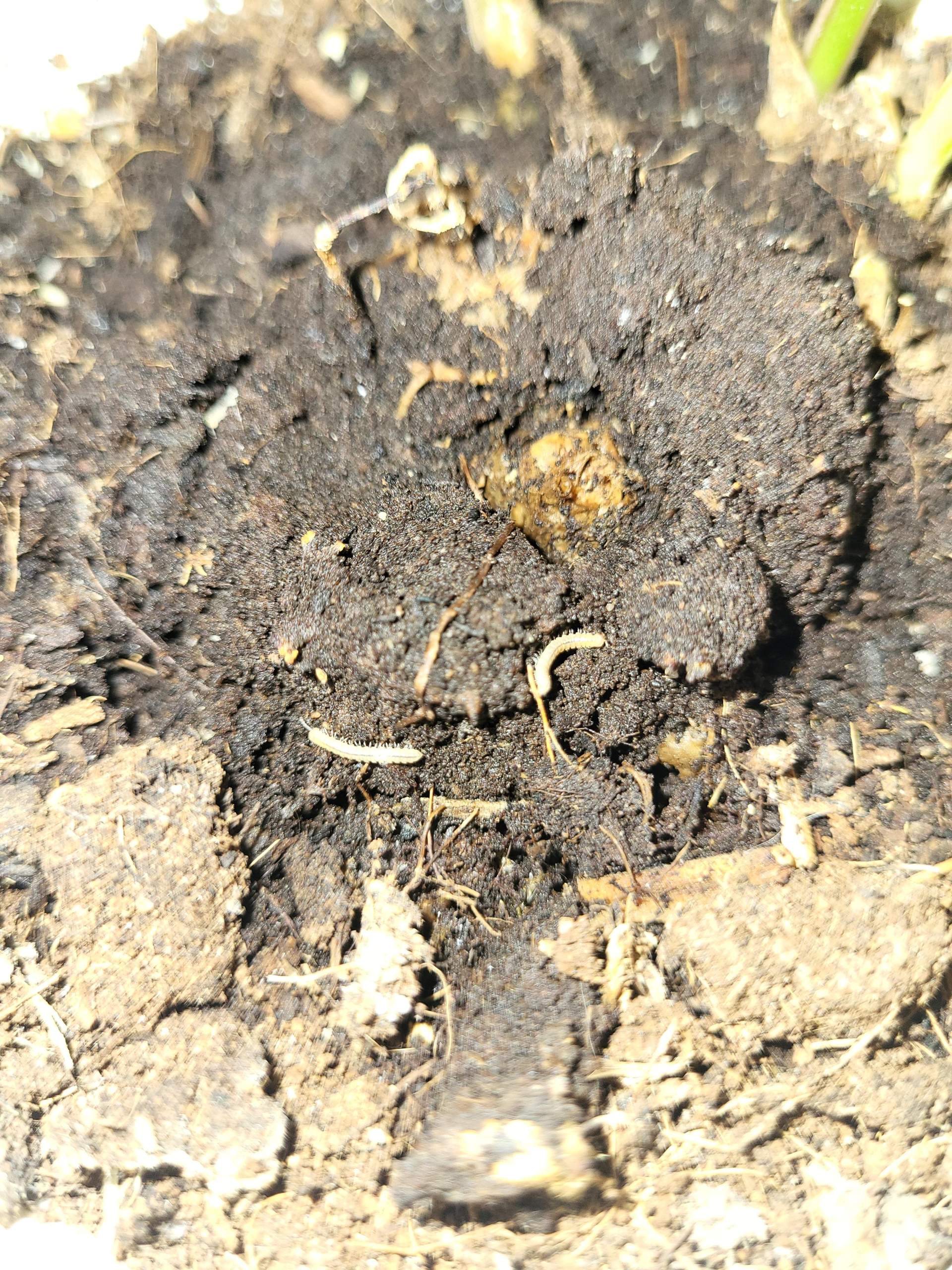 Was sind das fr Wrmer? (Pflanzen, Insekten, Milben)