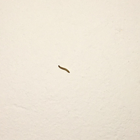 Was Sind Das Fur Wurmer An Der Wand Tiere Insekten Zu Hause Was Sind Das Fur Wurmer An Der Wand Tiere Insekten Zu Hause