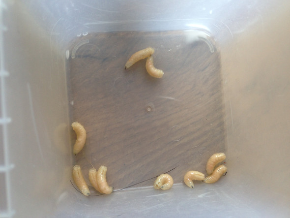 Was sind das für Würmer aus Hundrspielzeug? (Hund, krank)
