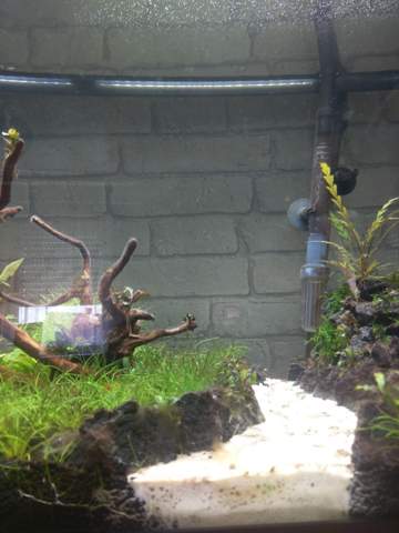 - (Fische, Aquarium, Aquaristik)