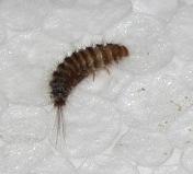 Was Sind Das Fur Wurmer Maden Insekten Was Sind Das Fur Wurmer Maden Insekten