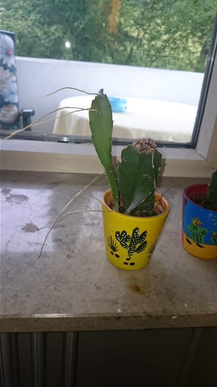 booby kaktus Boobie Cactus 6” main image 1