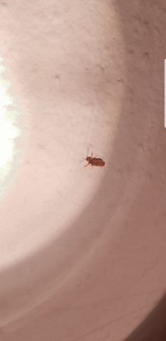 Was Sind Das Kafer Larven Schadlinge