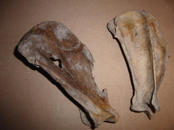 Knochenpaar - (Tiere, Knochen, Anatomie)