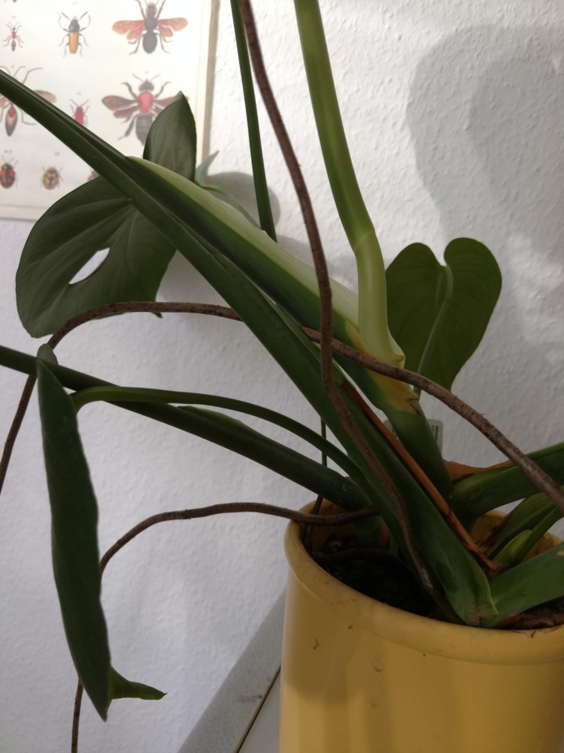 philodendron billietiae variegated Philodendron Billietiae Variegated – oramicin main image 0