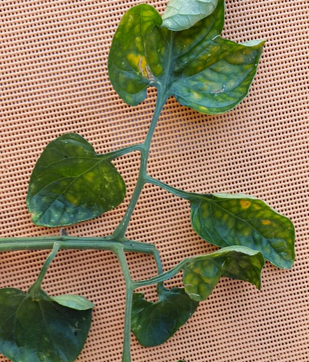 Was Sind Gelben Flecken Auf Den Blättern Von Den Was Sind Gelben Flecken Auf Den Blättern Von Den