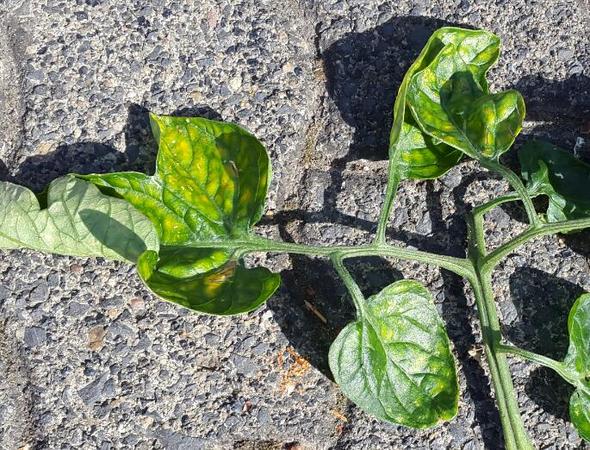 Was Sind Gelben Flecken Auf Den Blättern Von Den Was Sind Gelben Flecken Auf Den Blättern Von Den