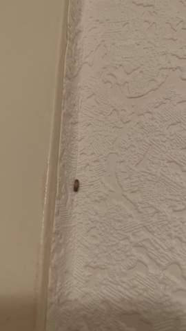 Was sind diese Insekten auf meiner Wand?