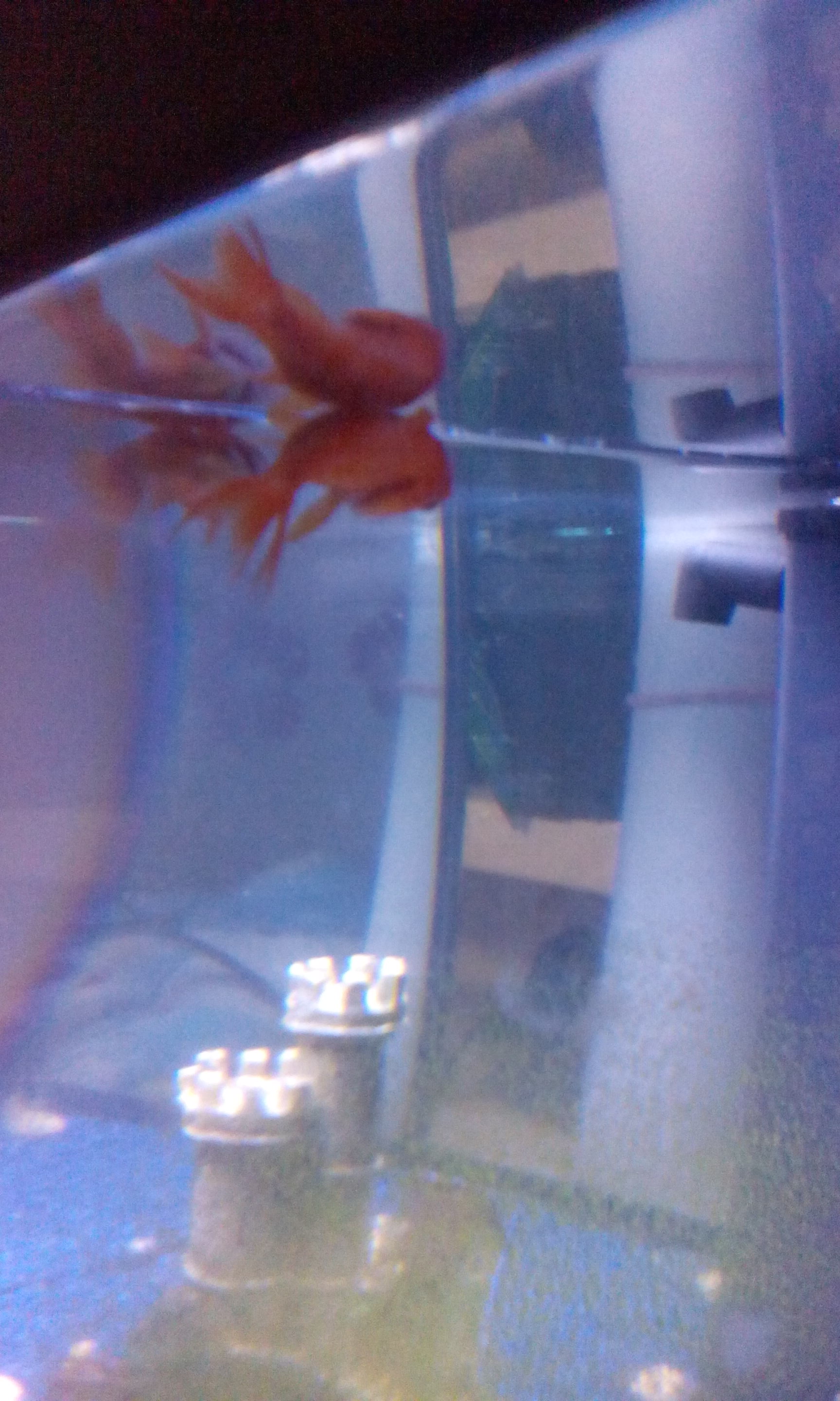 Fische Schwimmen Schief Und Sterben